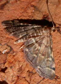 Yellow-spotted Webworm